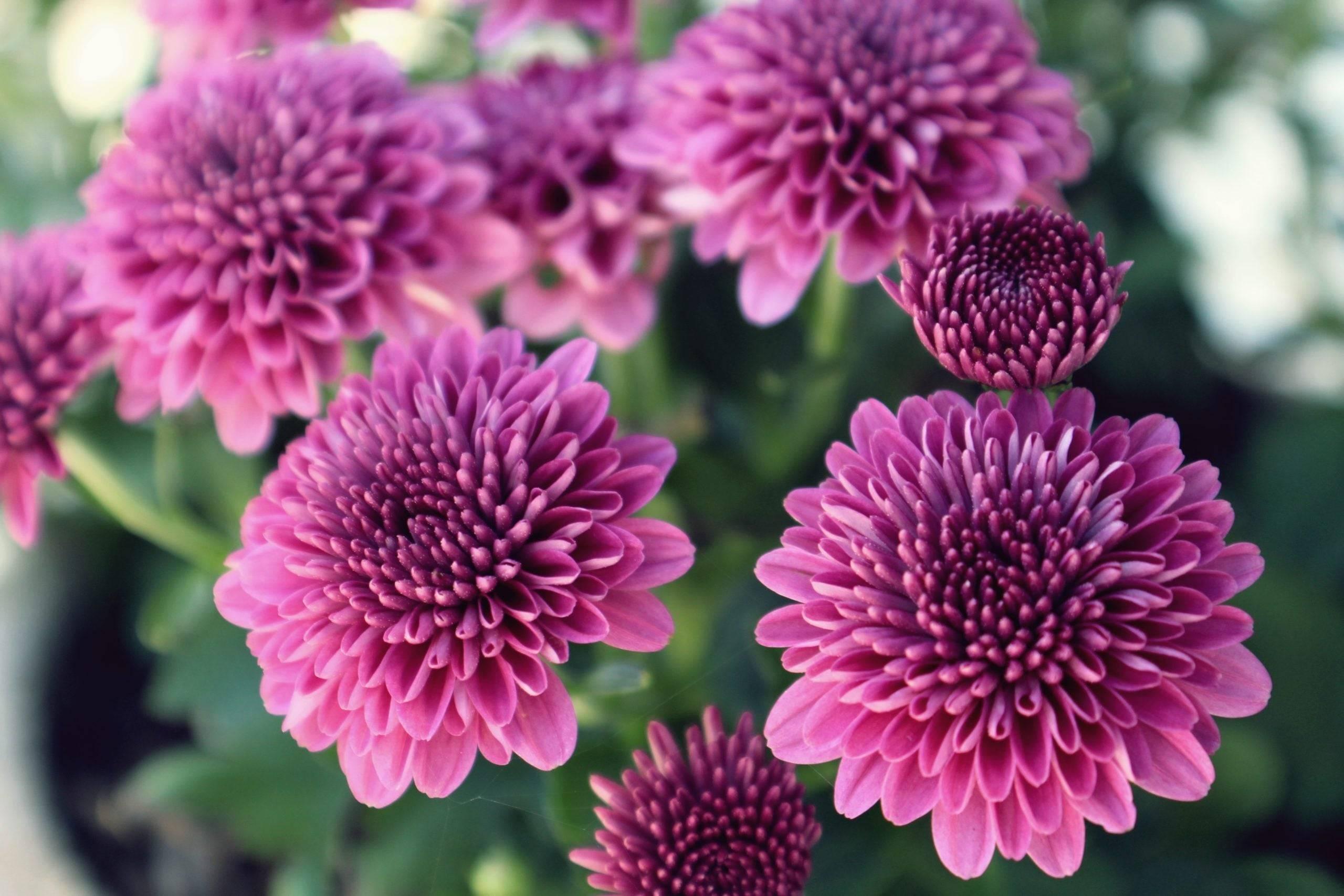 Chrysanthemum Flowers Information and Facts