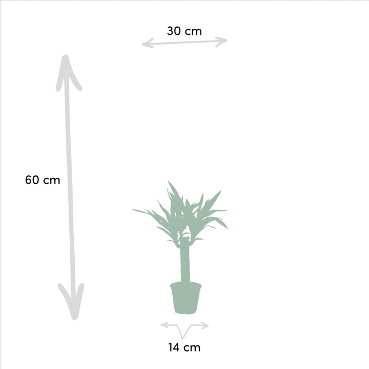 Dracaena - ↨90cm - Ø17cm + Yucca - ↨70cm - Ø17cm-Plant-Botanicly