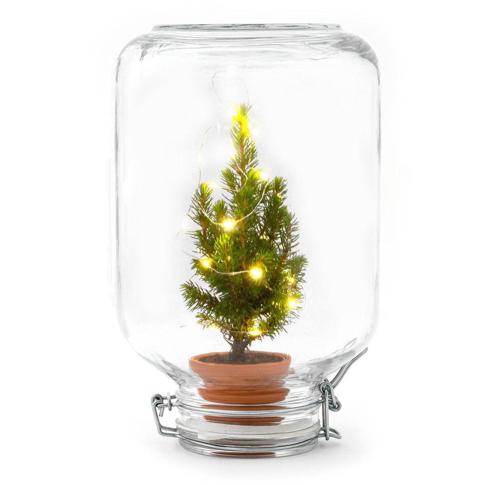 Easyplant - Christmas-Plant-Botanicly