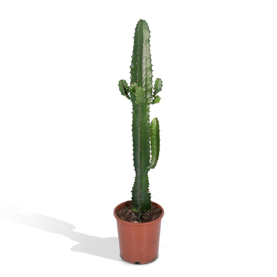 Kakteen & Sukkulenten kaufen: Finde den Kaktus für dein Zuhause! – Botanicly