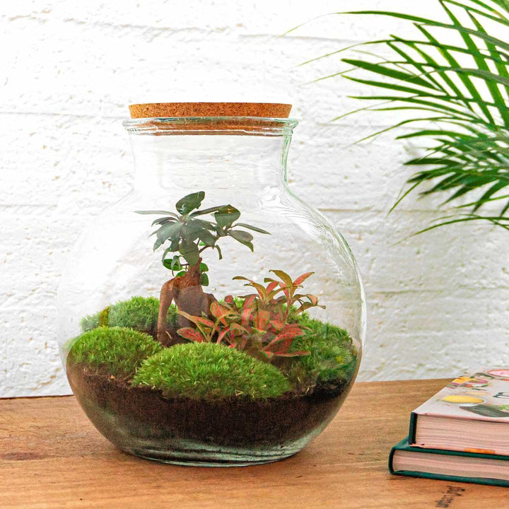 Flaschengarten - Teddy bonsai - ↑ 26,5 cm-Plant-Botanicly
