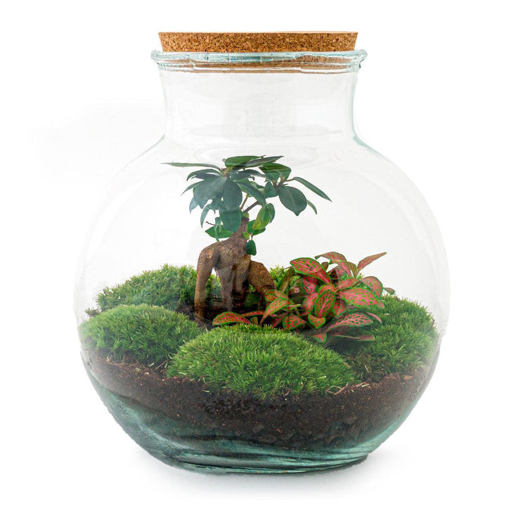 Flaschengarten - Teddy bonsai - ↑ 26,5 cm-Plant-Botanicly