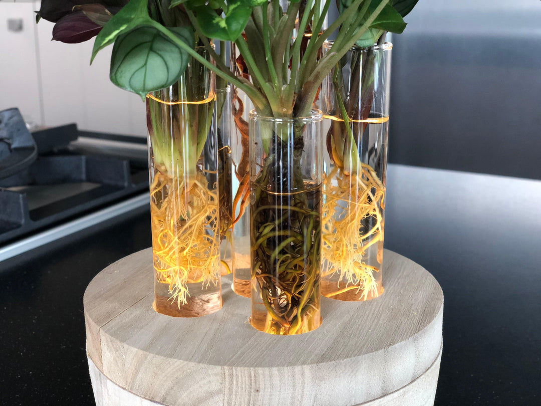 In New New van York – planten Botanicly Hydroponiepflanzen Hydroponie York kaufen glas) in Glas (Set 4