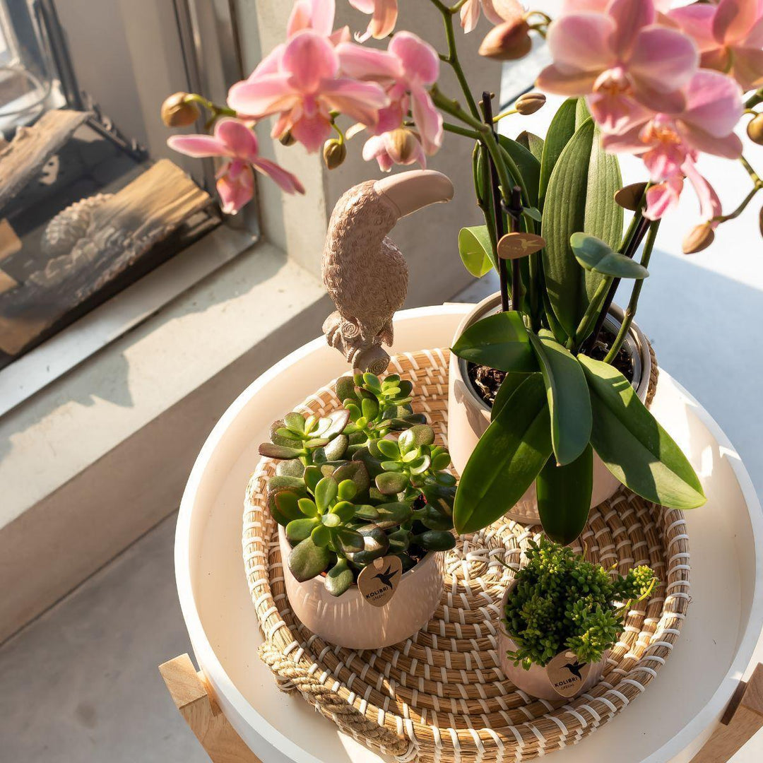 Kolibri Company - Komplettes Pflanzenset Harmony nude | Grünes Pflanzenset mit rosa Phalaenopsis Orchidee und inkl. Keramik Ziertöpfe und Zubehör-Plant-Botanicly