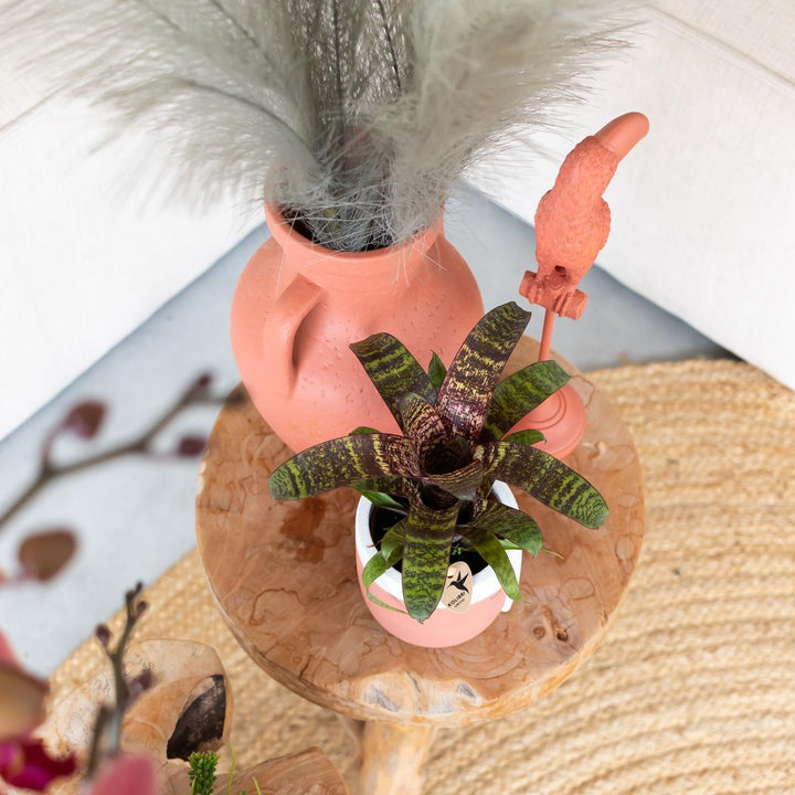 Kolibri Home | Krugvase - terrakottafarbene Zementvase - für Trockenblumen-Plant-Botanicly