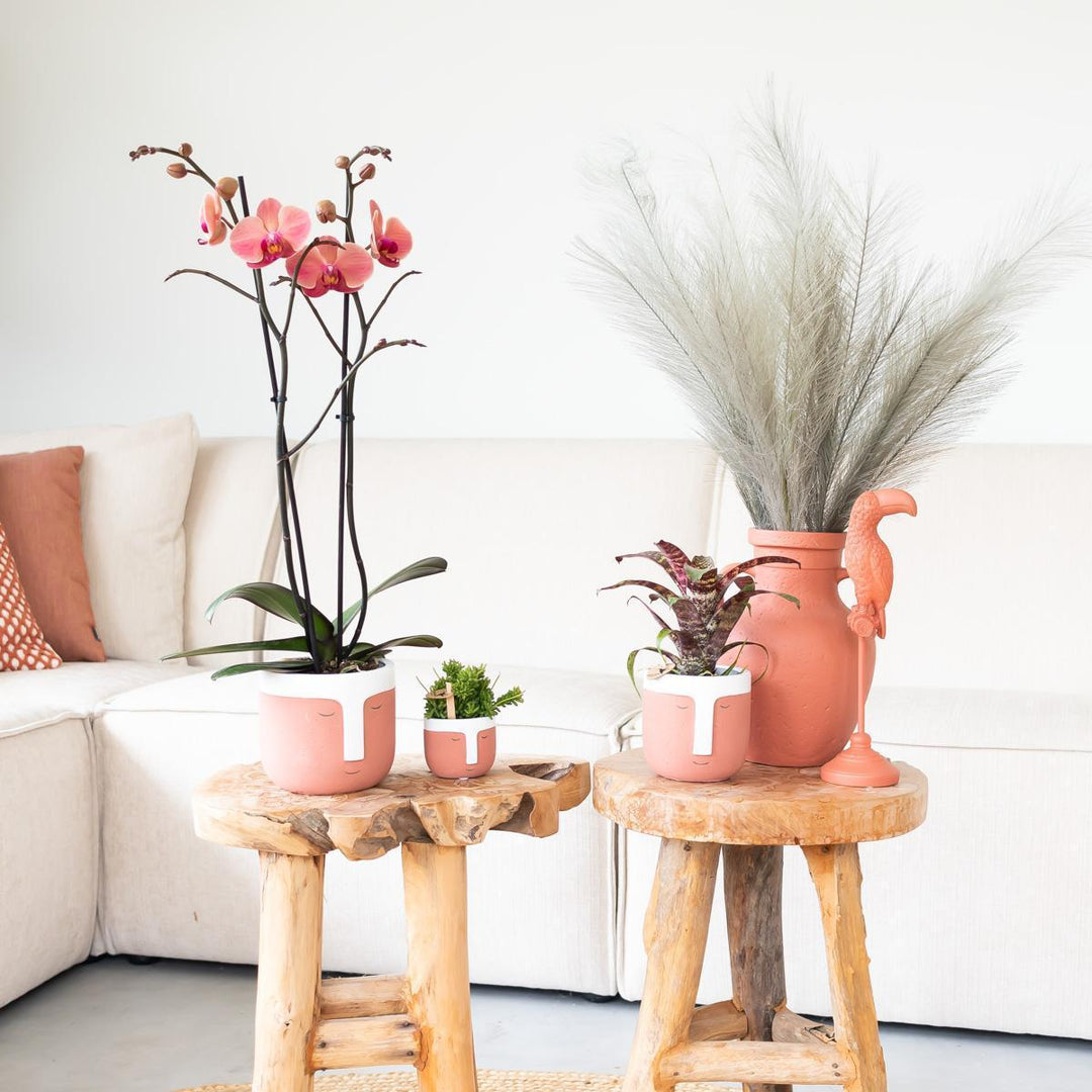 Kolibri Home | Krugvase - terrakottafarbene Zementvase - für Trockenblumen-Plant-Botanicly
