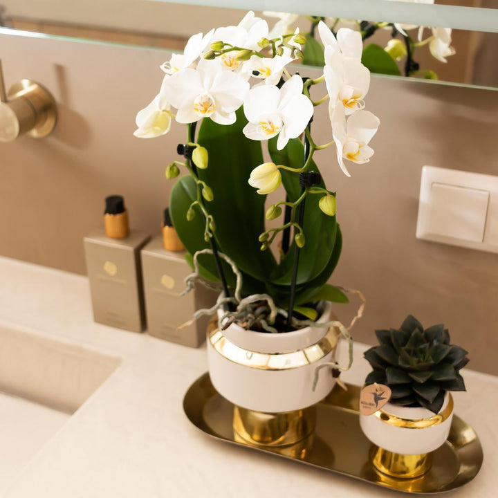 Kolibri Home | Le Chic Blumentopf - Weißer dekorativer Keramiktopf mit goldenen Details - Topfgröße Ø6cm-Plant-Botanicly