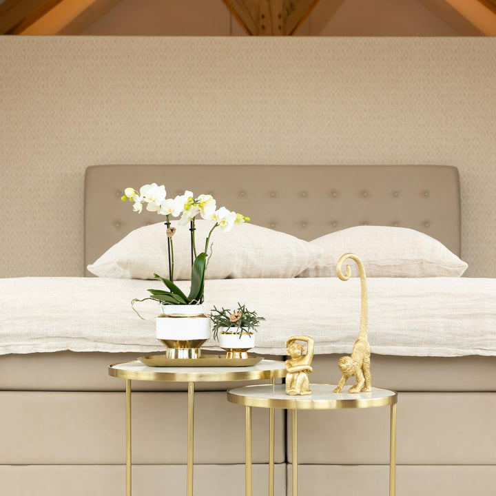 Kolibri Home | Le Chic Blumentopf - Weißer dekorativer Keramiktopf mit goldenen Details - Topfgröße Ø6cm-Plant-Botanicly