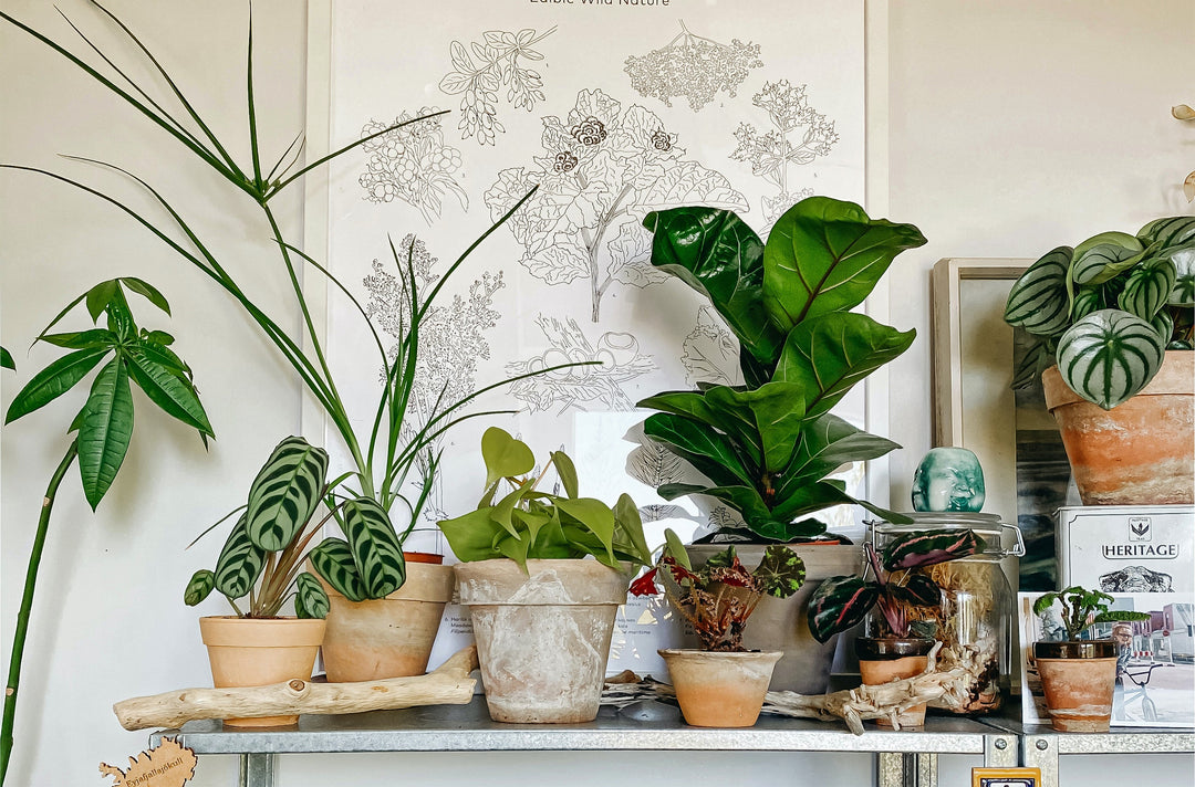 schönsten Pflanzen Zuhause! Zimmerpflanzen - – 5 kaufen Seite für – Botanicly Die Dein