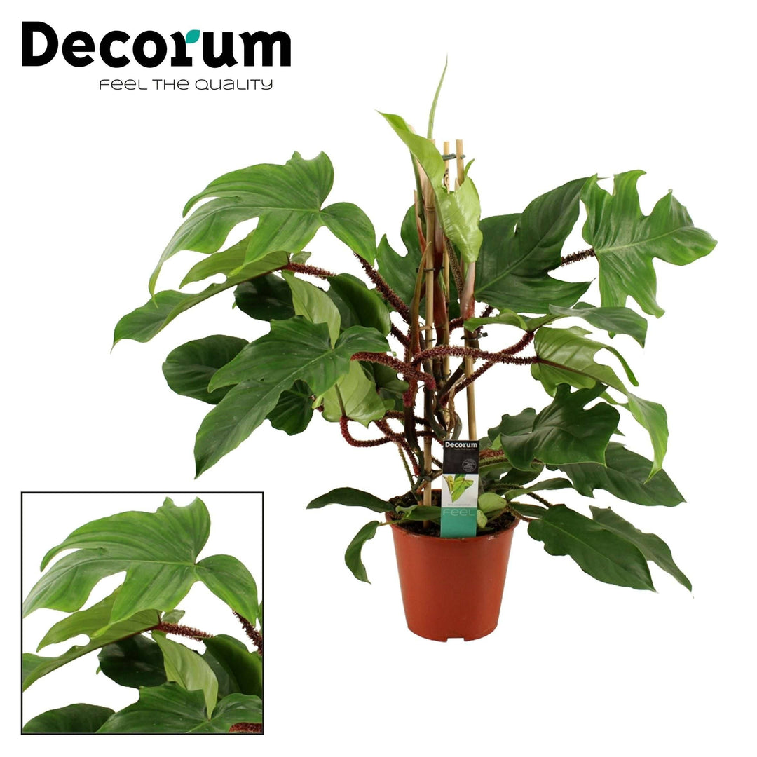Baumfreund (Philodendron schneller - Squamiferum) Versand kaufen Botanicly –