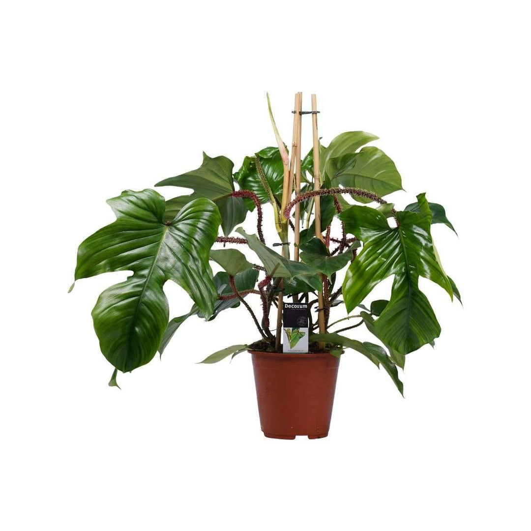 Baumfreund (Philodendron Squamiferum) Versand – schneller Botanicly - kaufen