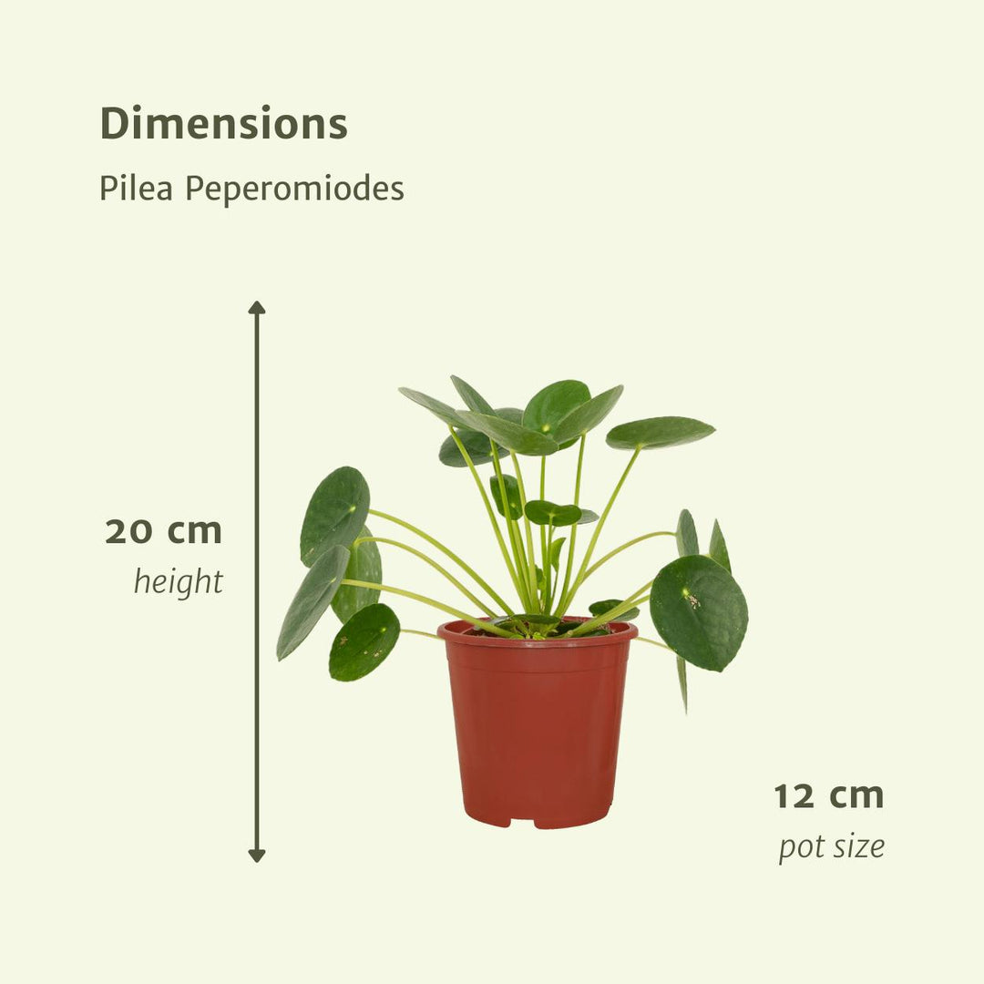 2x Pilea Peperomiodes - Pfannkuchenpflanze - 20cm - ø12