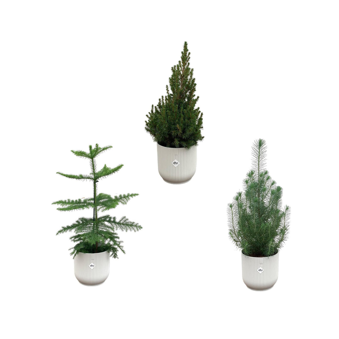 Kerstpakket - Araucaria (kamerden) + Pinus + Picea (kerstboompje) inclusief elho Vibes Fold Round wit Ø18-22 - 50-60 cm